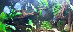 aquarios-e-peixes-em-suzano-1436361905
