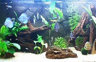Suzanpeixes Comércio De Aquários E Peixes Ornamentais - Foto 1