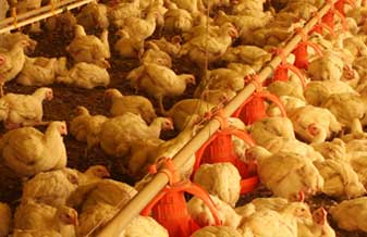 Avícola Celina - Foto 1