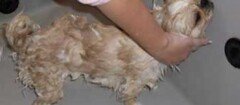 banho-e-tosa-de-animais-em-suzano-1436361978