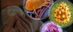 imunologia-em-suzano-1436558090