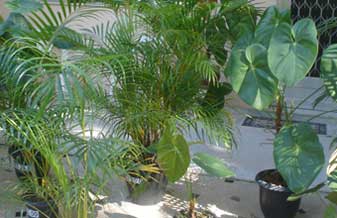 Comercio De Plantas Kitakawa - Foto 1