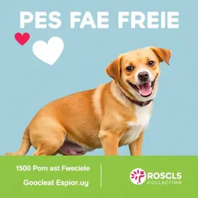 adoção de pets