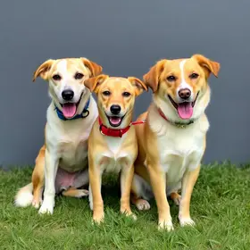adoção animal