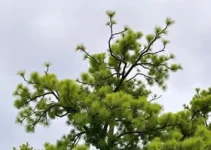 poda em 16 ruas de Suzano
