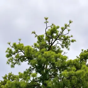 poda em 16 ruas de Suzano